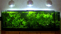 Pflanzenaquarium